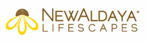 newaldaya_500