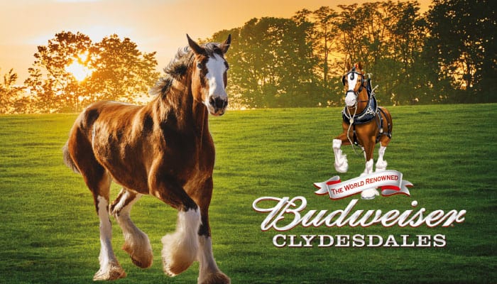 img clydesdale sturgis 1